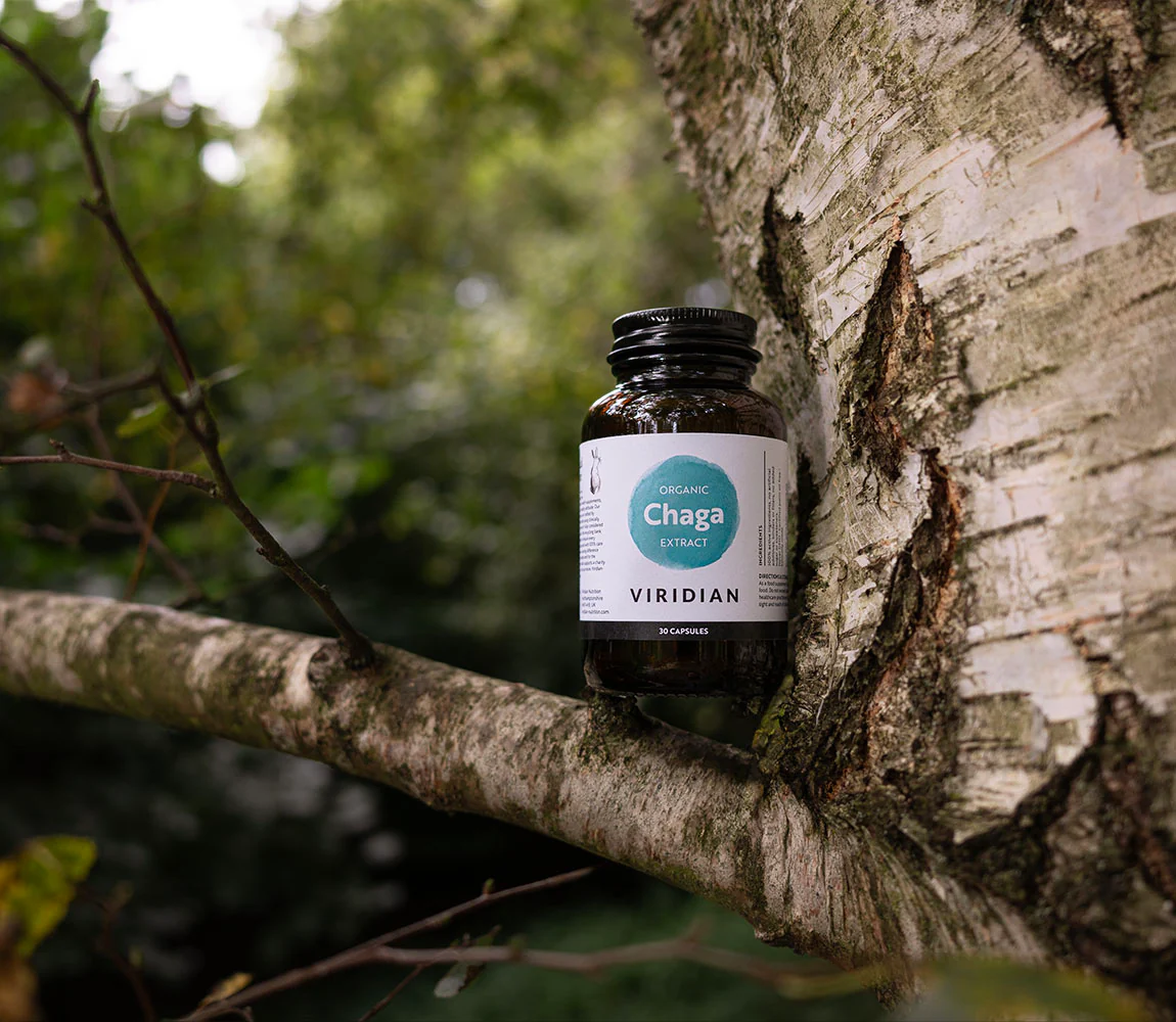 Organic Chaga Extract - Image 3